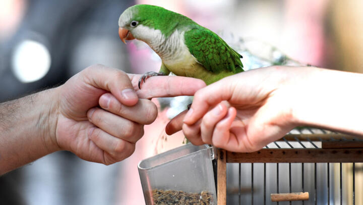A person carries a parakeet at the bird market in Paris on the Île de la Cité on May 6, 2018.
